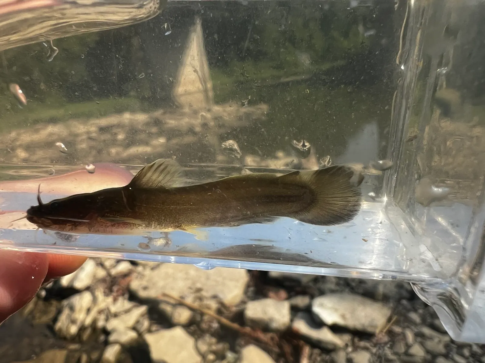 Slender madtom (Noturus exilis)