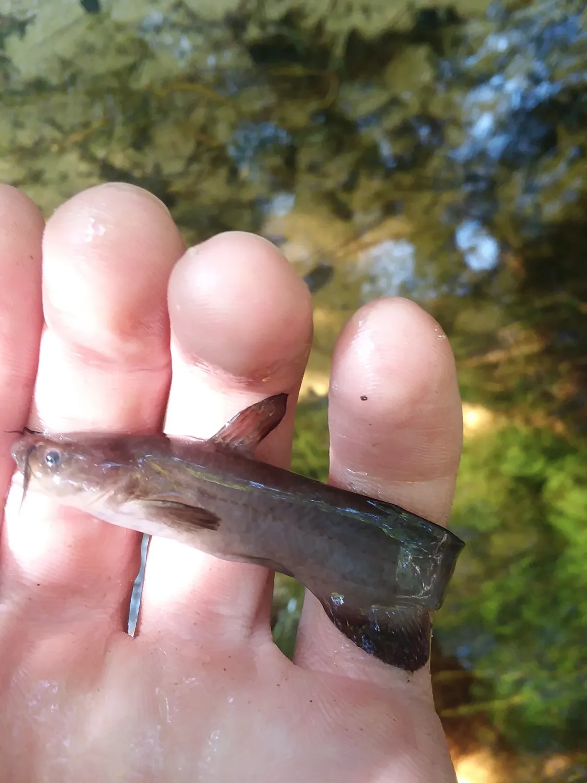 Black madtom (Noturus funebris)