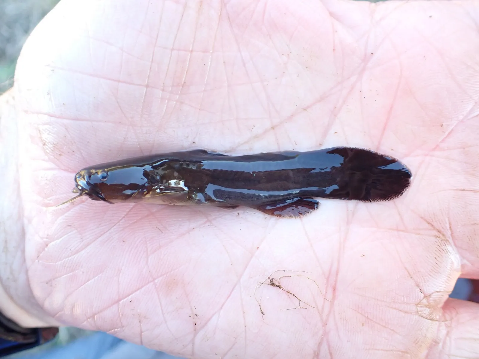 Tadpole madtom (Noturus gyrinus)