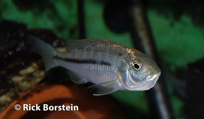 Nyassachromis prostoma Brooding Female