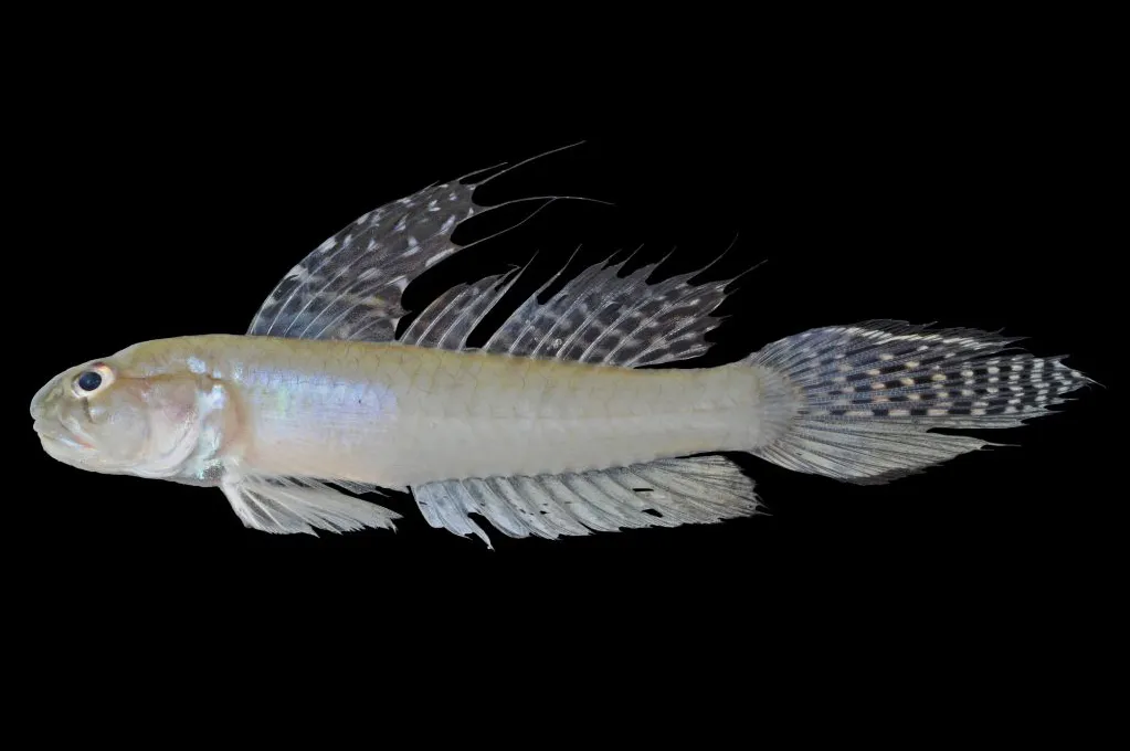 Sharptail goby (Oligolepis acutipennis)