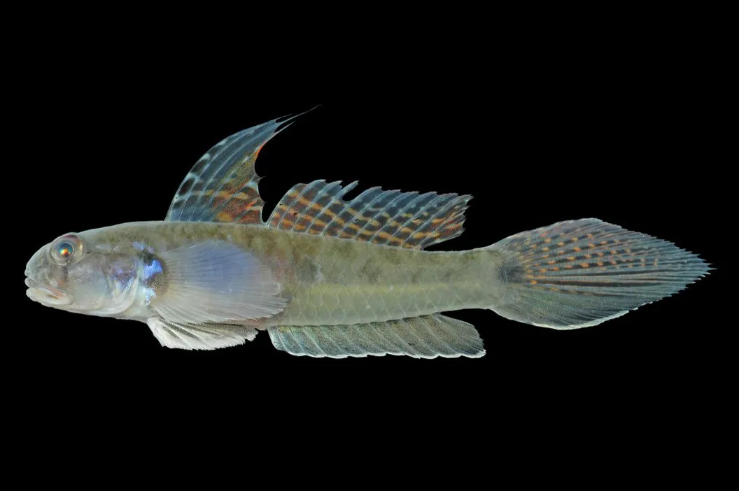 Sharptail goby (Oligolepis acutipennis)