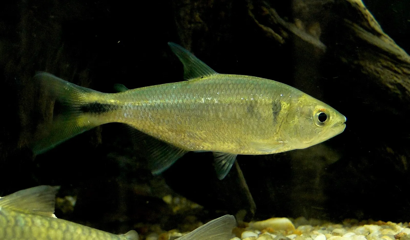 Silver Toothy (Oligosarcus argenteus)