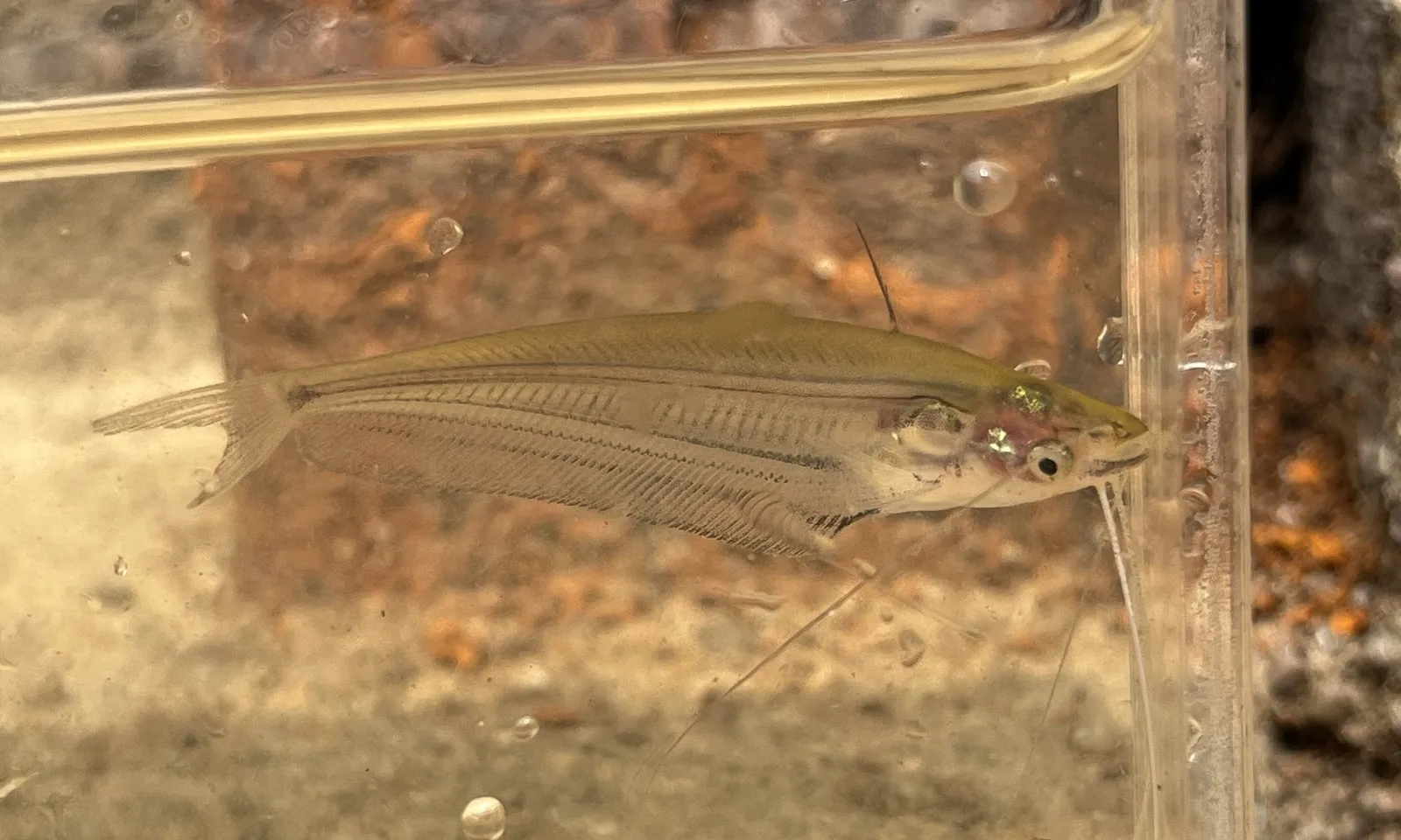 Borneo glass catfish (Ompok eugeneiatus)