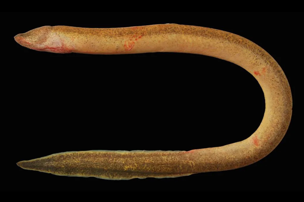 Bengal mudeel (Ophisternon bengalense)