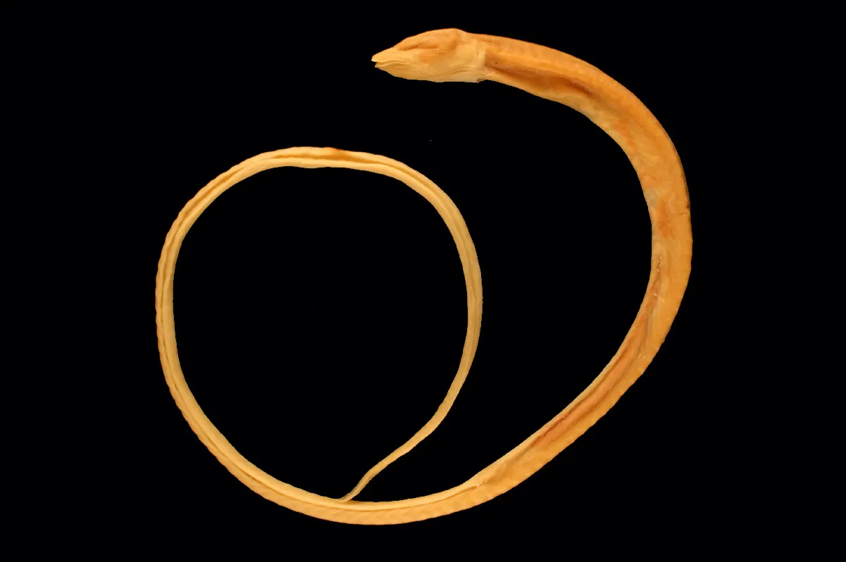 Blind cave eel (Ophisternon candidum)
