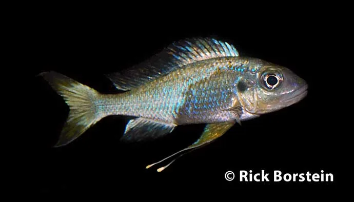 Opthalmotilapia ventralis