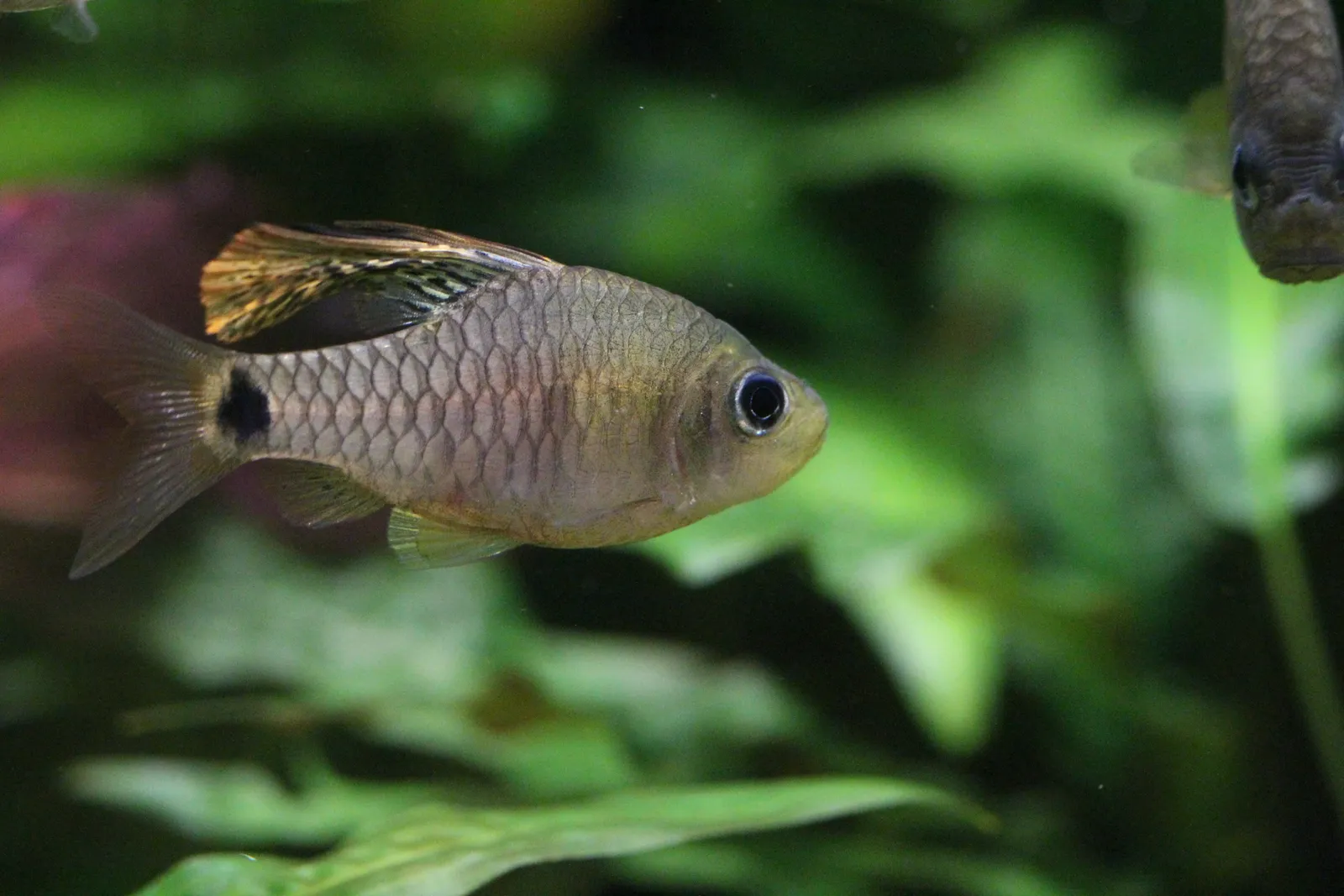 Oreichthys crenuchoides