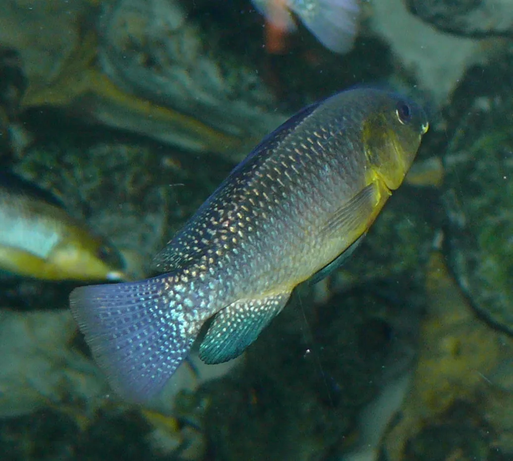 Oreochromis alcalicus