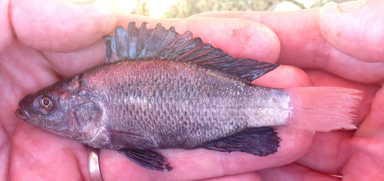 Manyara tilapia (Oreochromis amphimelas)