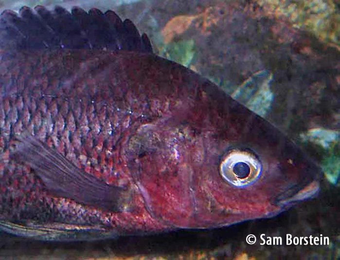 Oreochromis esculentus Male