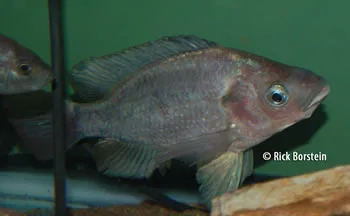 Oreochromis esculentus Female