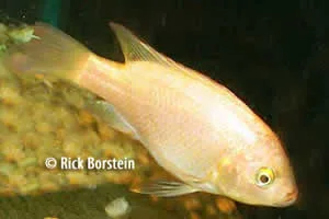 Oreochromis mossambicus, Gold Form