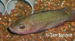 Oreochromis niloticus baringoensis Female