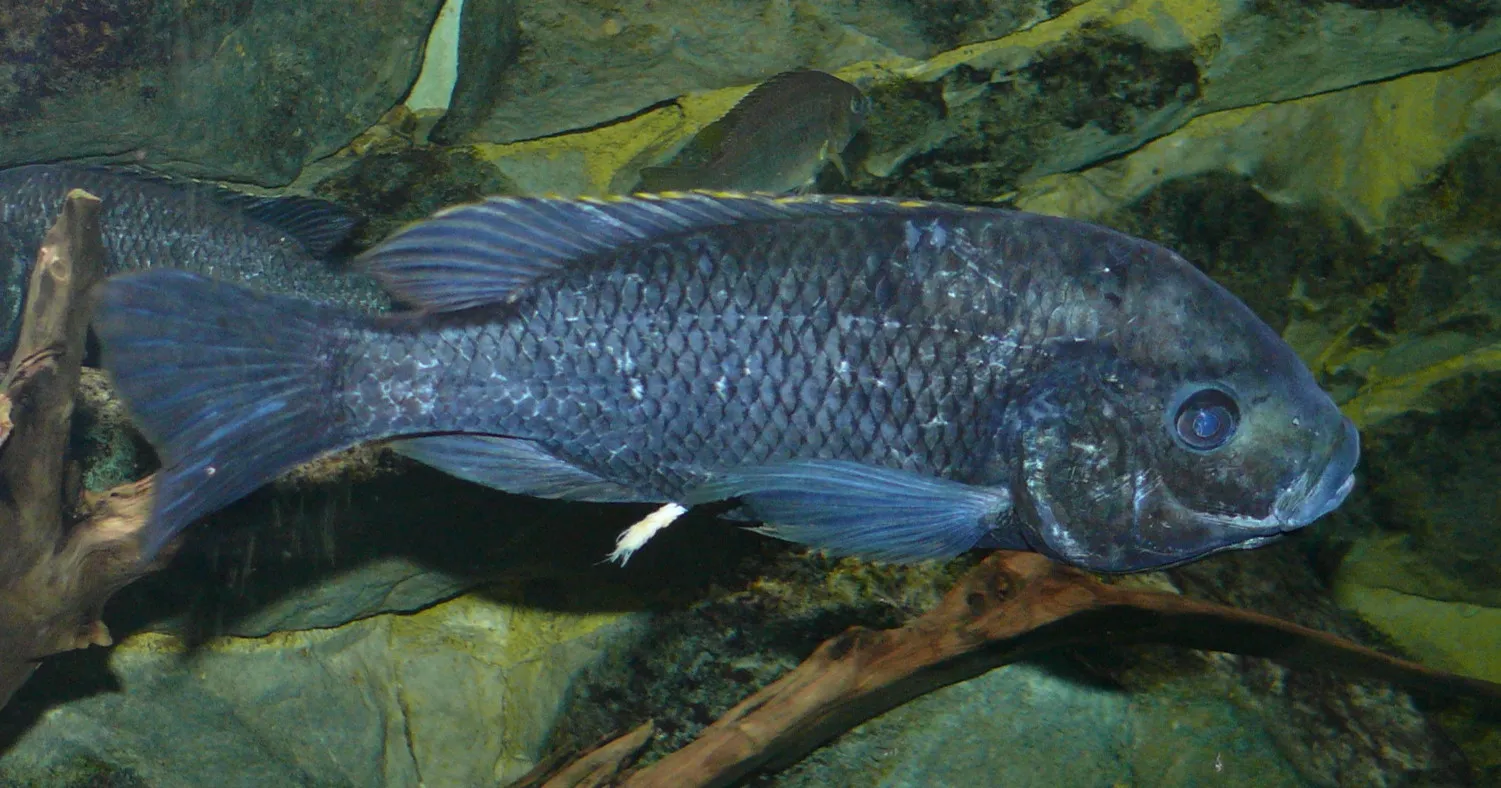 Chambo (Oreochromis squamipinnis)