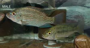 Male and Female Oreochromis tanganicae