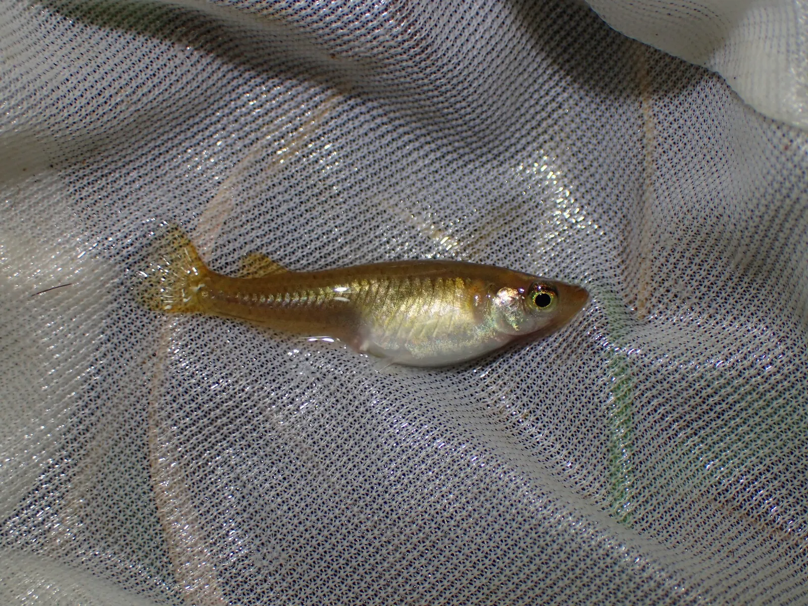 Northern medaka (Oryzias sakaizumii)