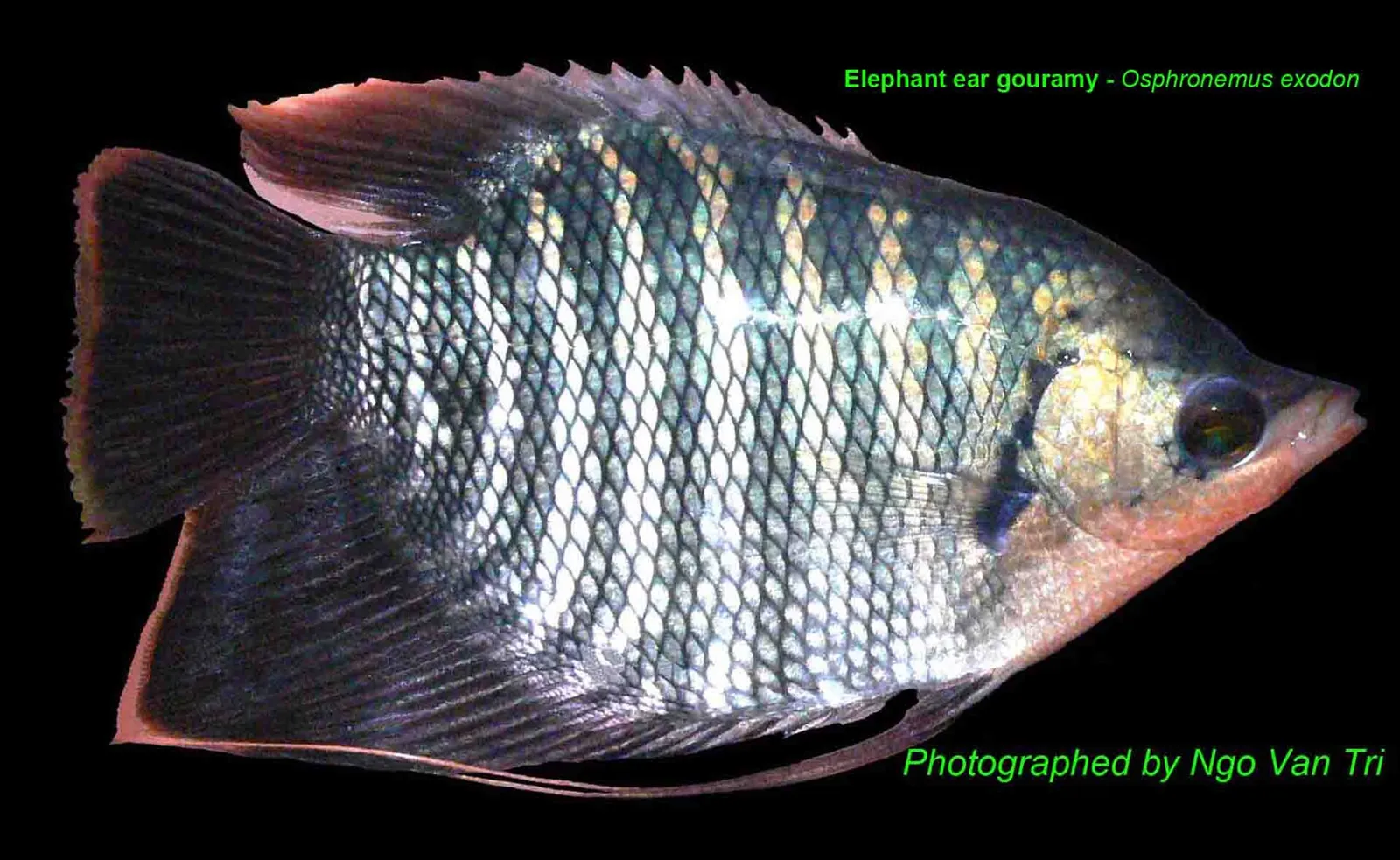 Elephant ear gourami (Osphronemus exodon)