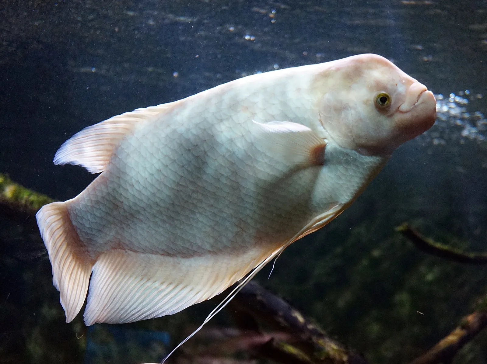 Giant gourami (Osphronemus goramy)