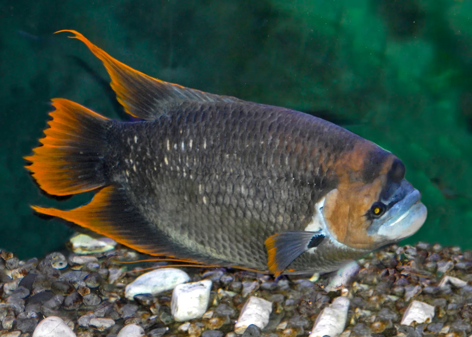 Giant red-tail gourami (Osphronemus laticlavius)