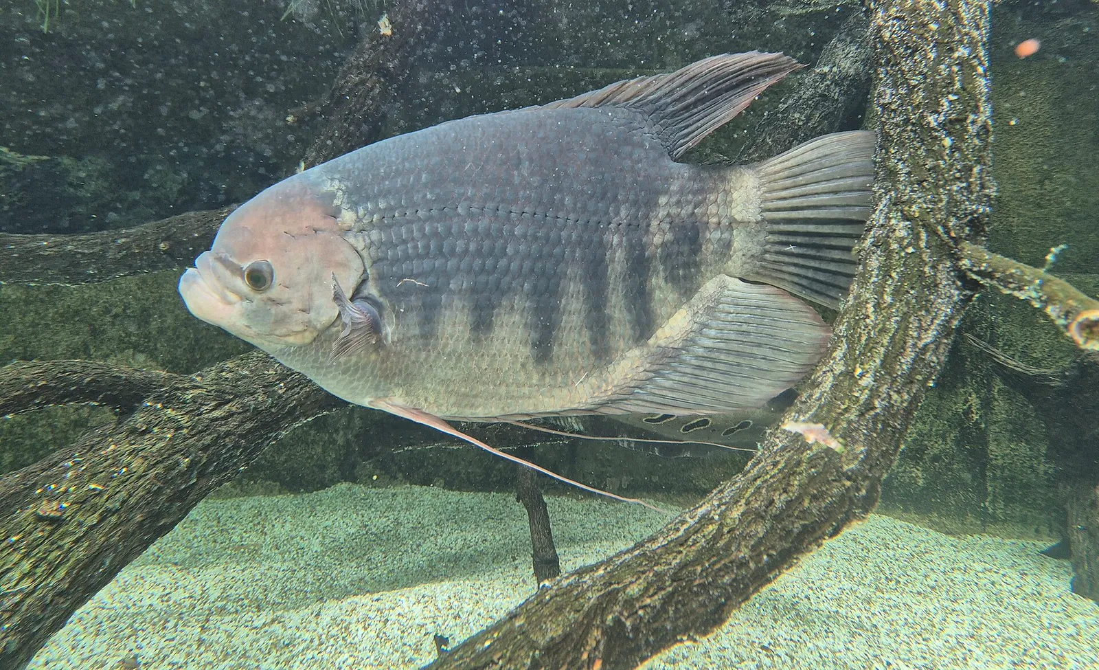 King of the Giant Gourami (Osphronemus septemfasciatus)