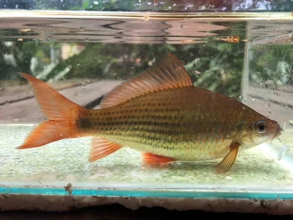 Bonylip barb (Osteochilus vittatus)