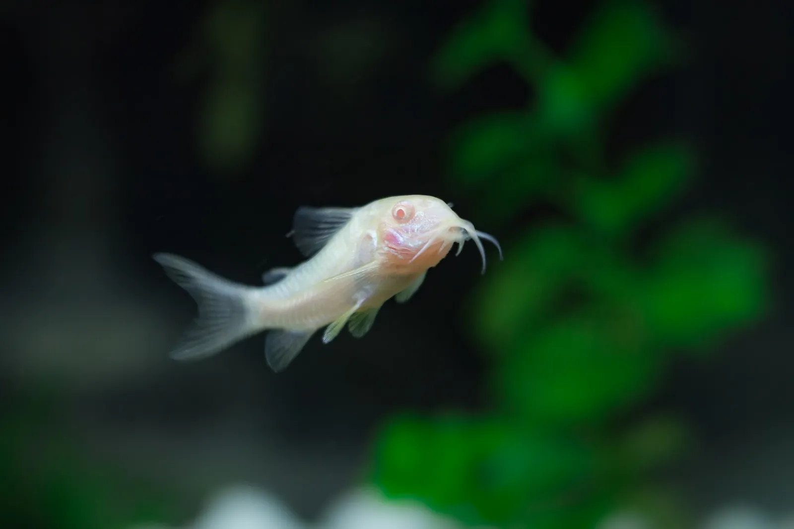 Bronze corydoras (Osteogaster aenea)