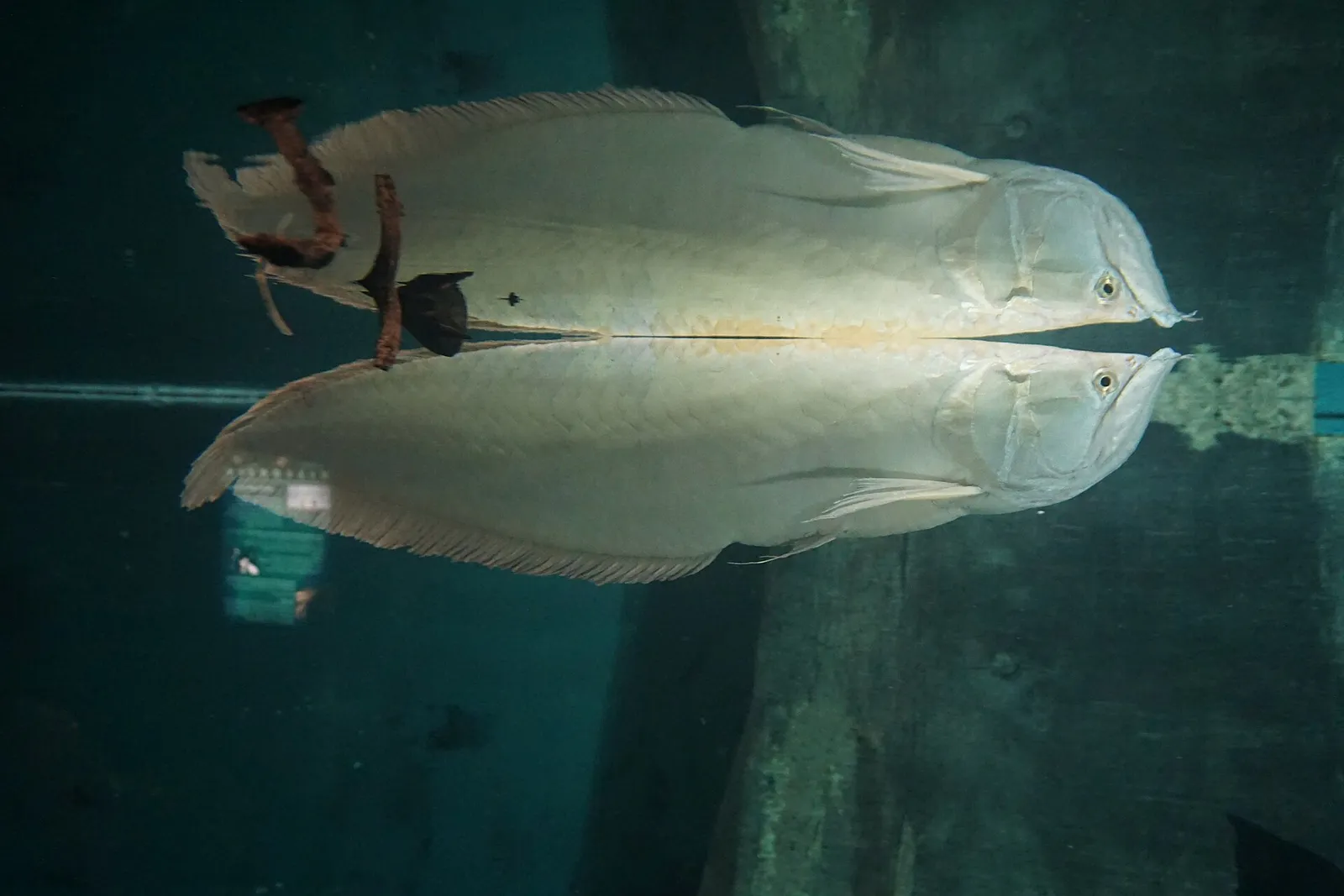 Silver arowana (Osteoglossum bicirrhosum)