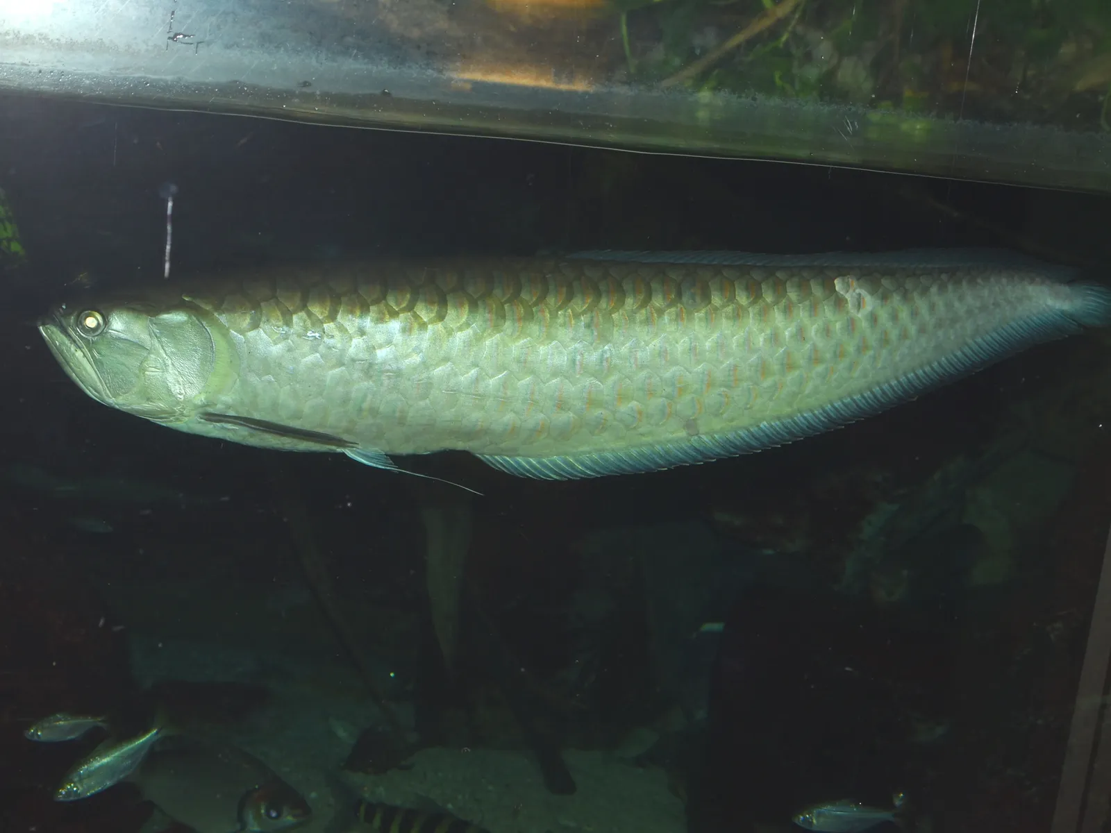 Black arowana (Osteoglossum ferreirai)