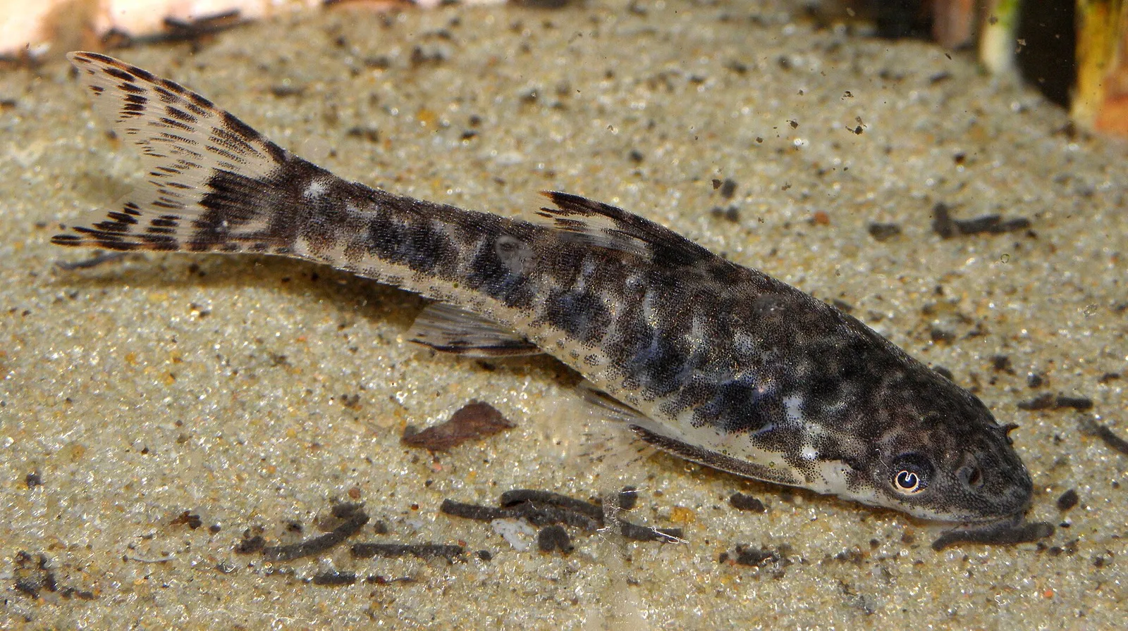 La Plata Oto (Otocinclus arnoldi)