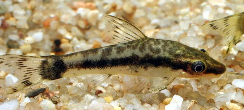 Tailspotted Oto (Otocinclus macrospilus)