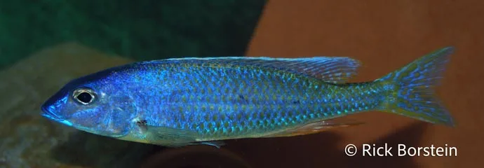 Otopharynx sp.