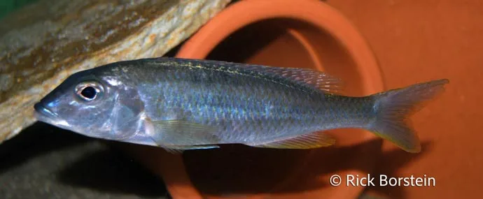 Otopharynx sp.