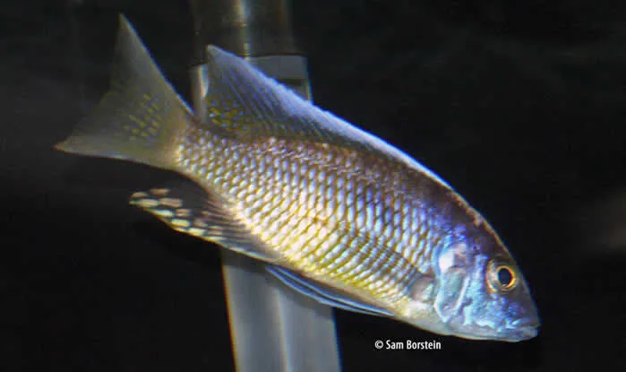 Otopharynx tetraspilus Male