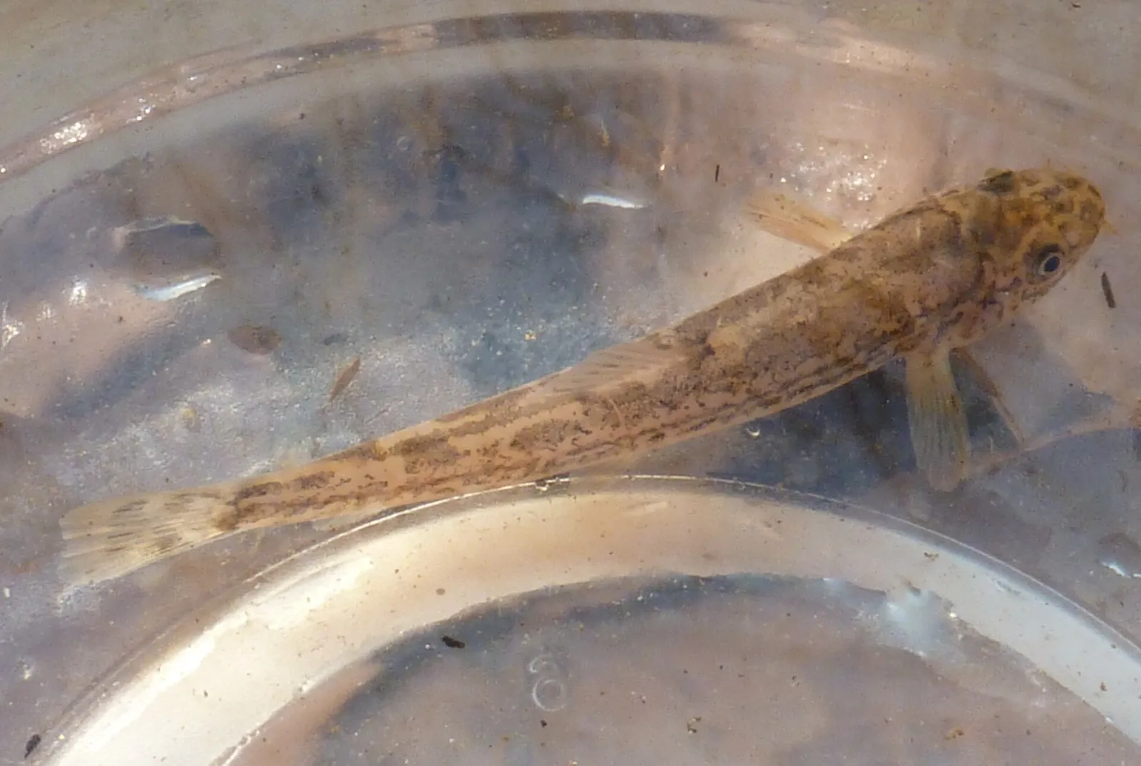 Syrian loach (Oxynoemacheilus insignis)