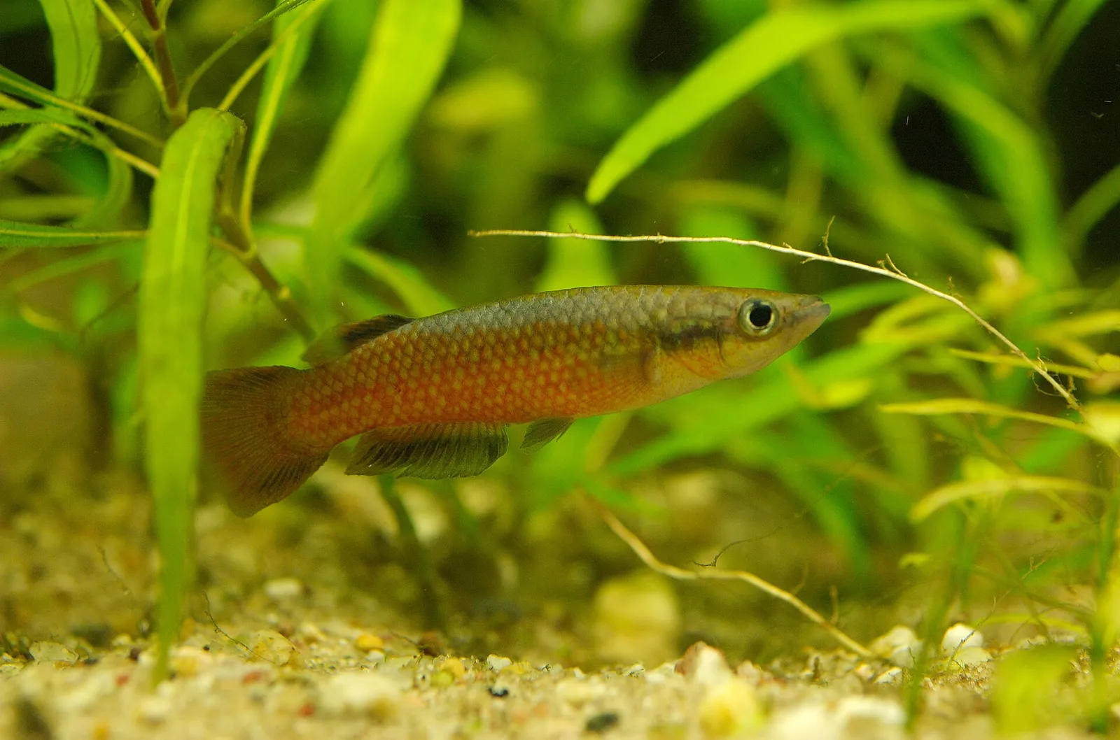 Madagascar panchax (Pachypanchax omalonotus)