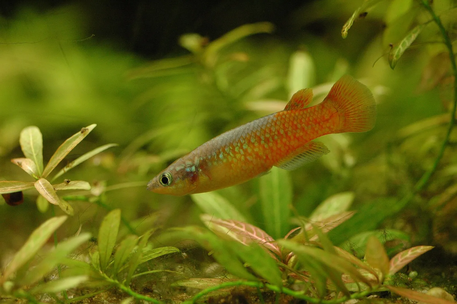 Madagascar panchax (Pachypanchax omalonotus)