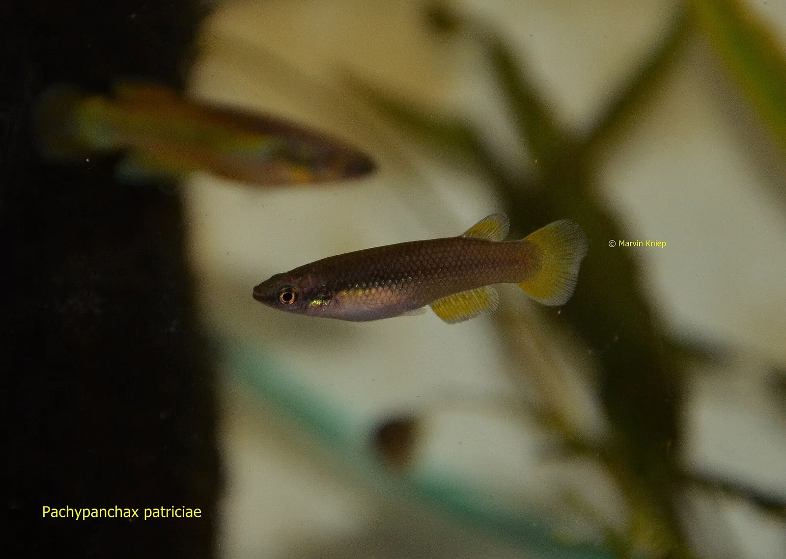 Pachypanchax patriciae