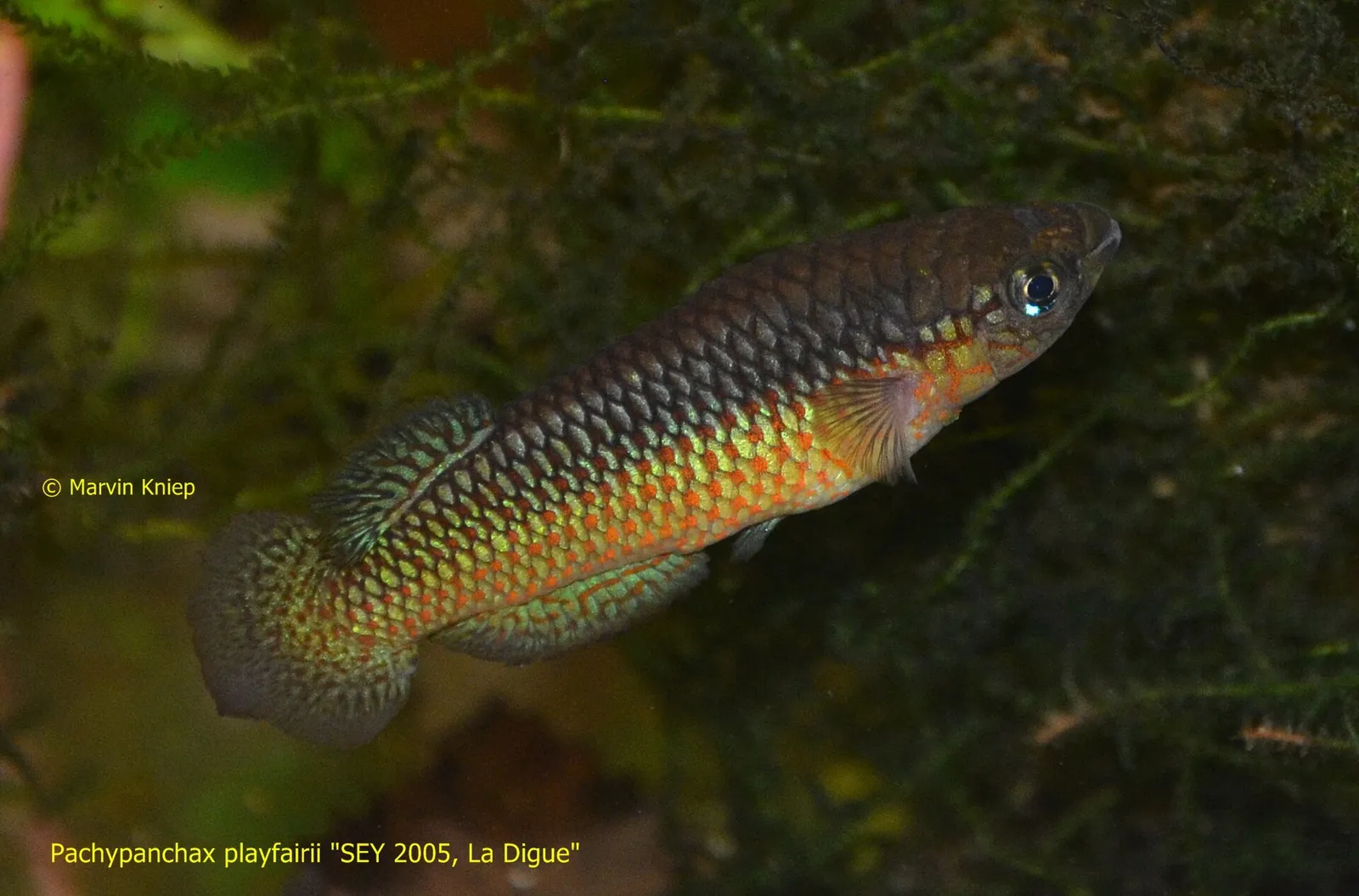 Playfair's panchax (Pachypanchax playfairii)