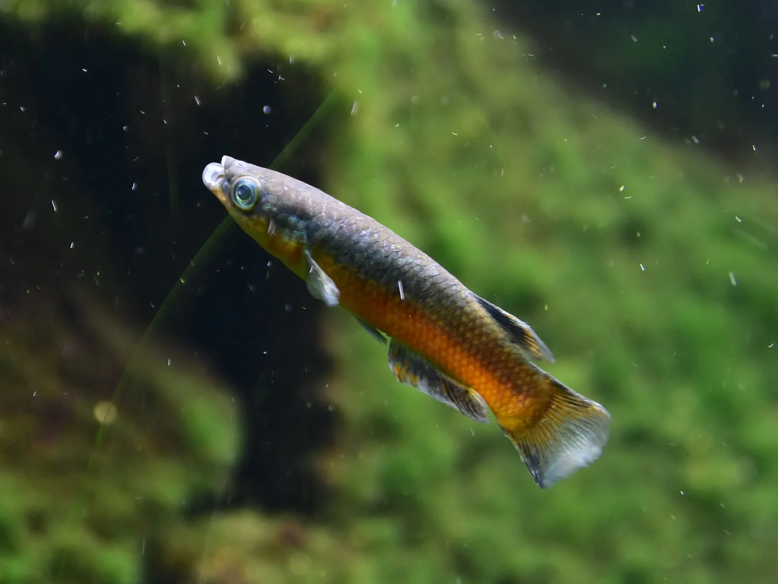 Pachypanchax sakaramyi