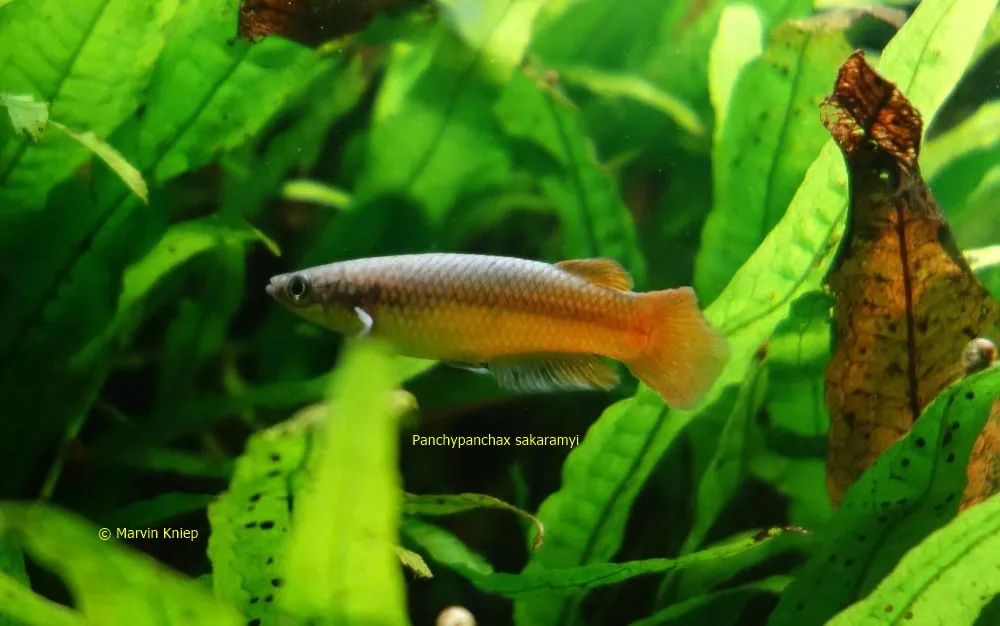 Pachypanchax sakaramyi