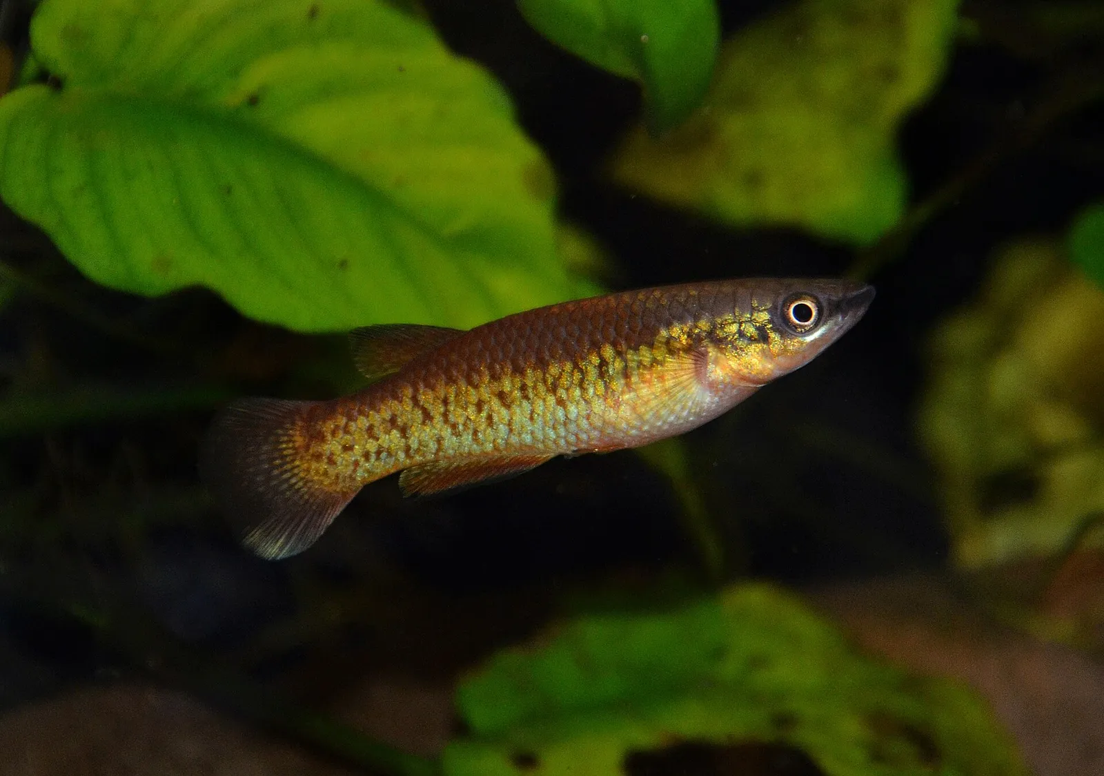 Sparks' Killifish (Pachypanchax sparksorum)