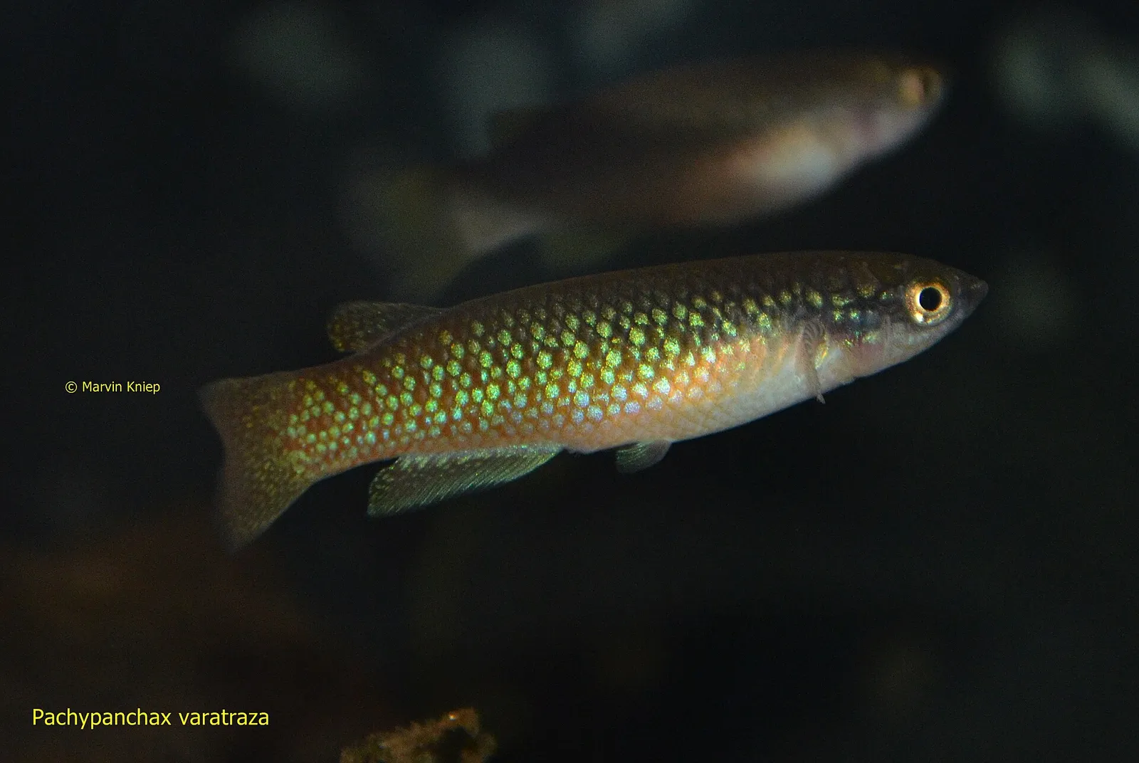 Pachypanchax varatraza