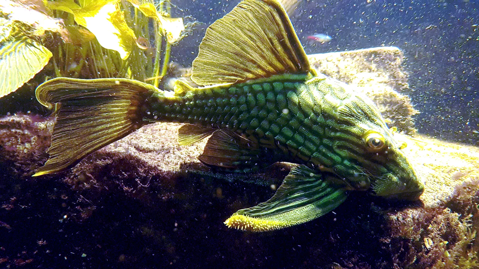 Tapajós Royal Pleco (Panaque armbrusteri)