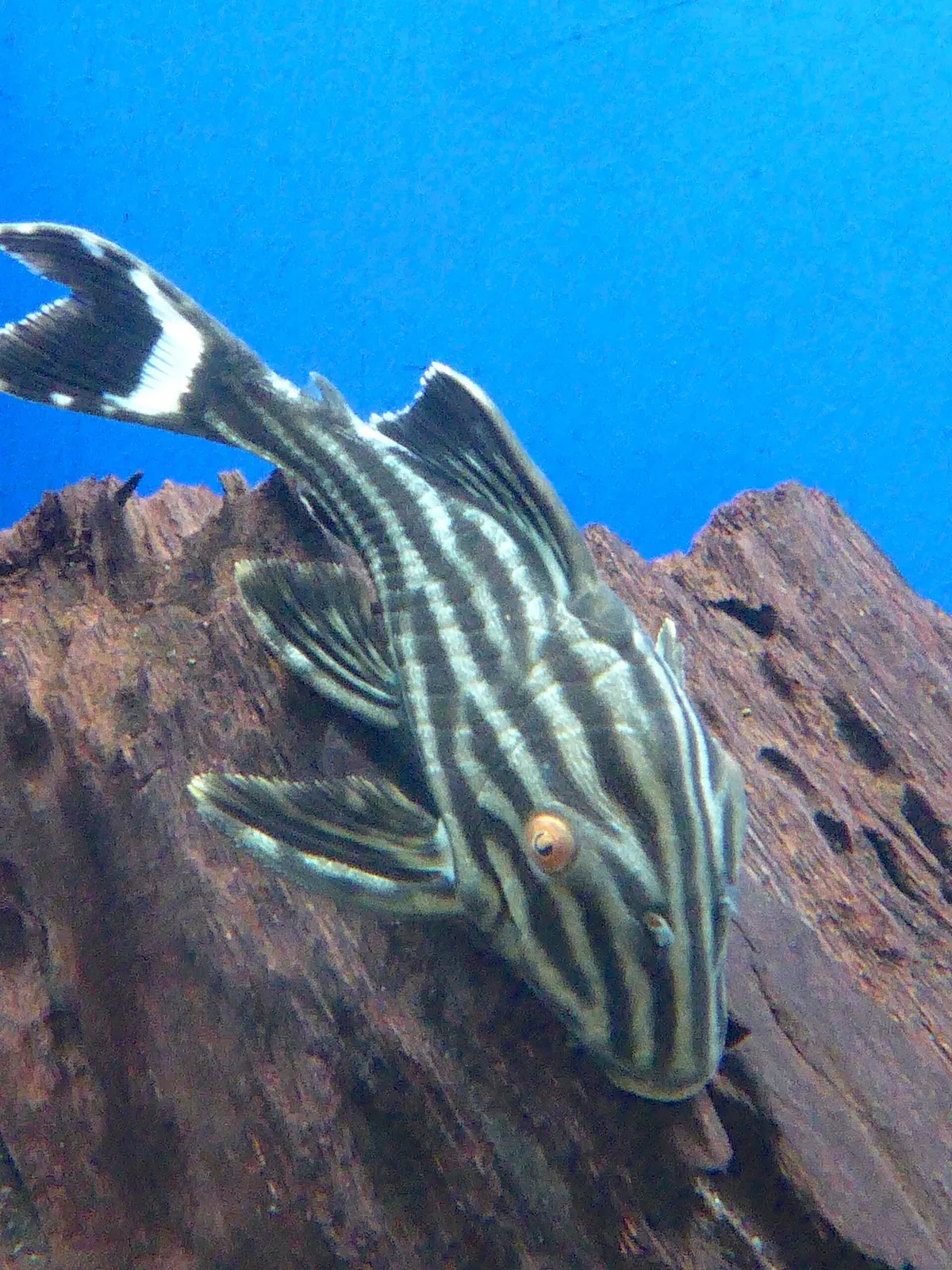 Royal Pleco (Panaque nigrolineatus)