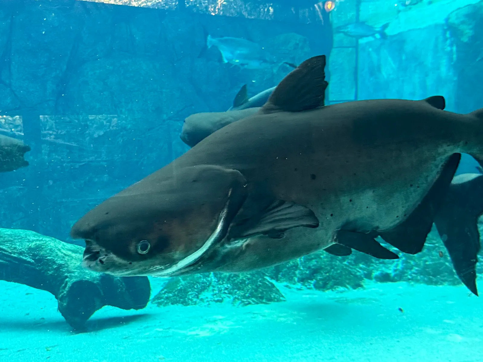 Mekong giant catfish (Pangasianodon gigas)