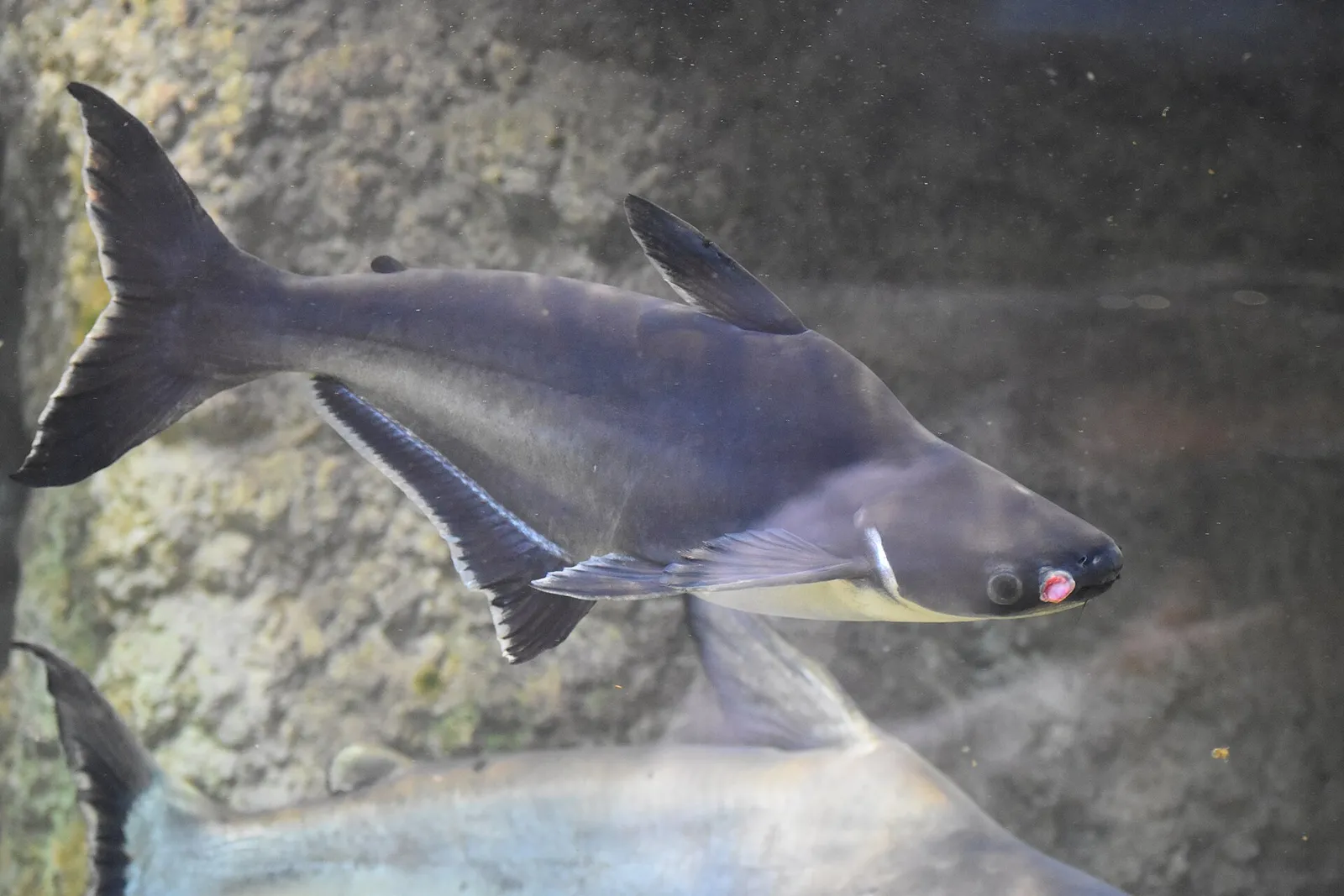Iridescent shark (Pangasianodon hypophthalmus)