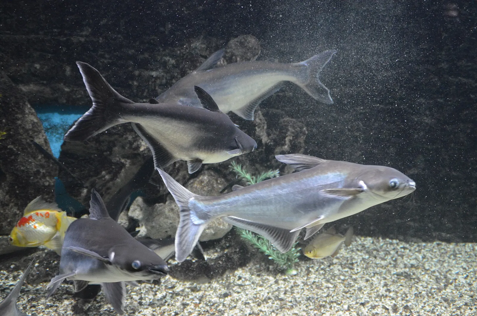 Iridescent shark (Pangasianodon hypophthalmus)