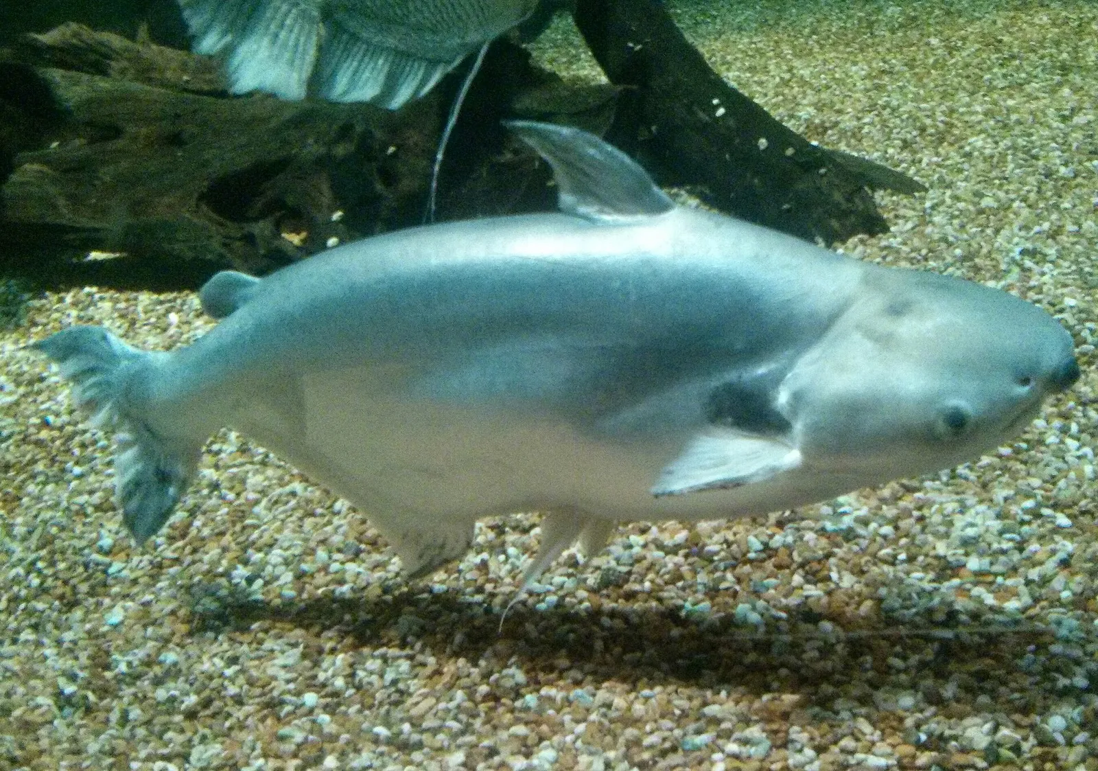 Sutchi catfish (Pangasius larnaudii)