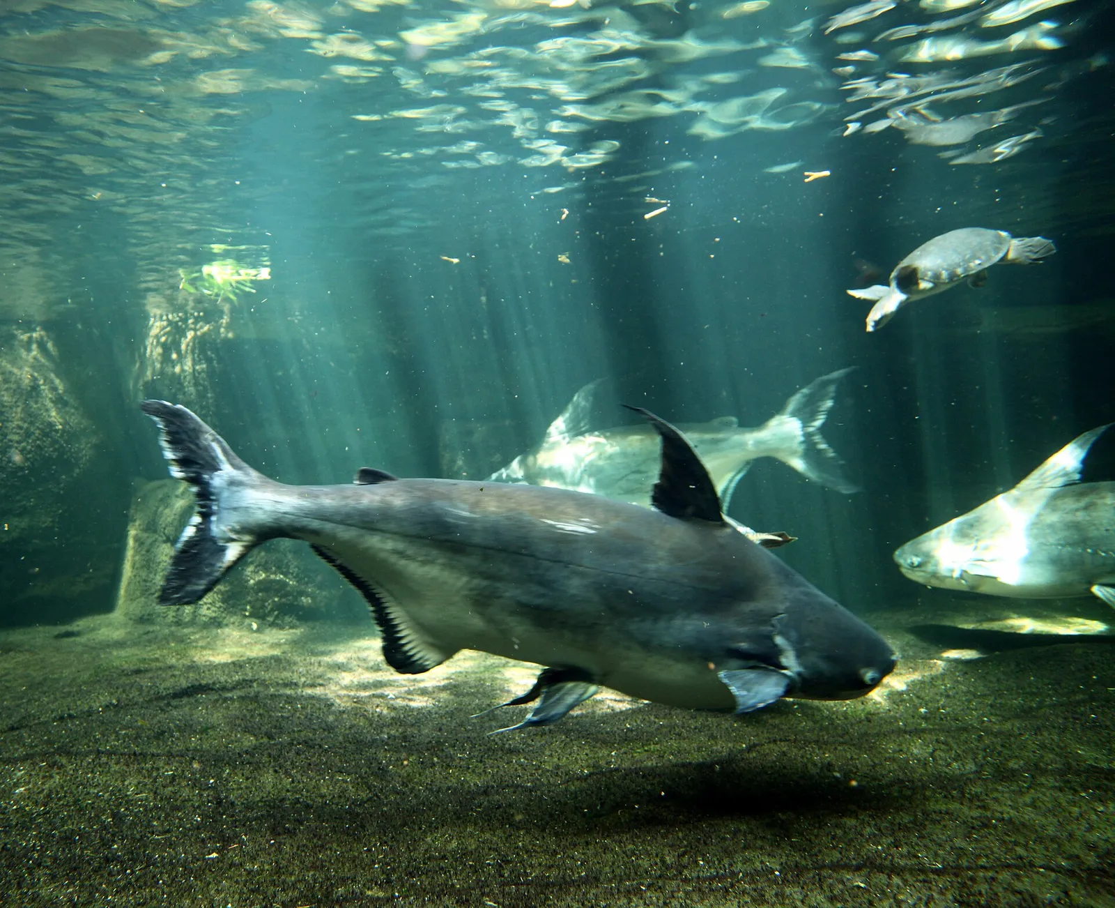 Giant pangasius (Pangasius sanitwongsei)